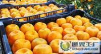 湖北秭归农产品商贸公司 用心守护每一颗新鲜水果的源头美味